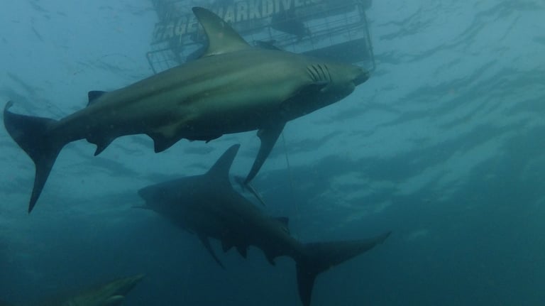 Oceanic black tips on a baited shark dive, Aliwal Shoal, Umkomaas, South Africa