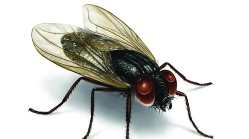 Fly Management