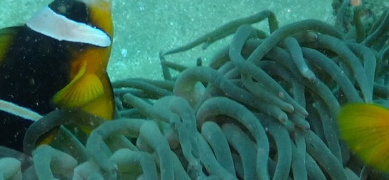 clown fish , sodwana bay, South Africa