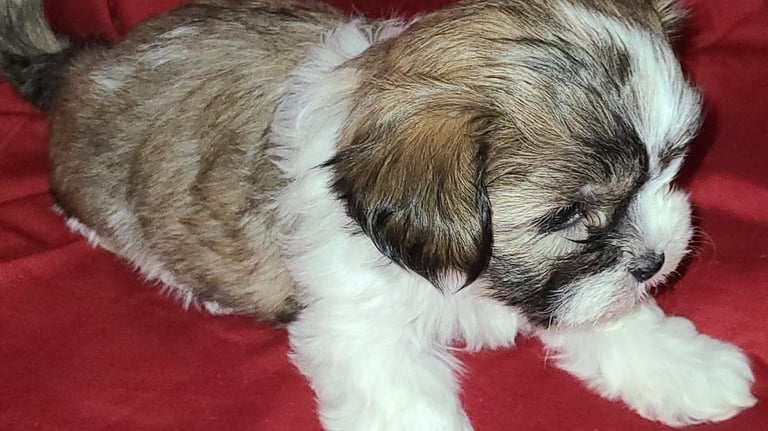 Registered Designer Breed Mal-Shi Pup for sale in Texas