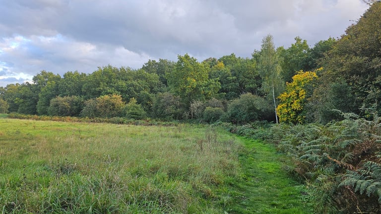 open grassed land with a line of mature trees in the distance