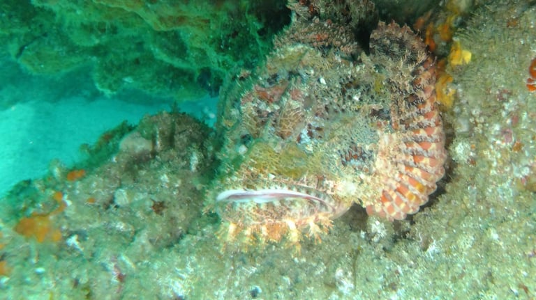 angler fish , sodwana bay, South Africa