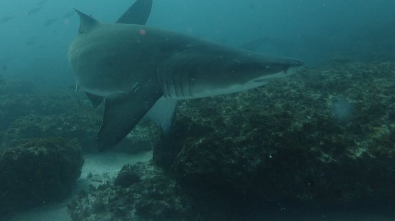 Ragged tooth Shark, Aliwal Shoal, Umkomaas, South Africa