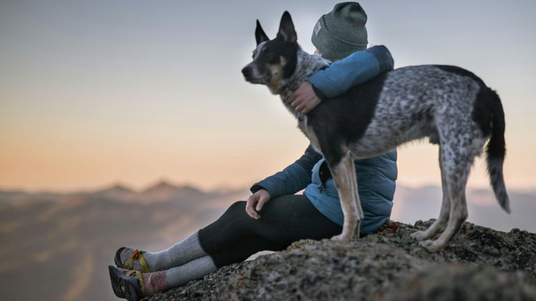 Ein Hund sitzt auf einem Felsen und eine Person hält einen Hund