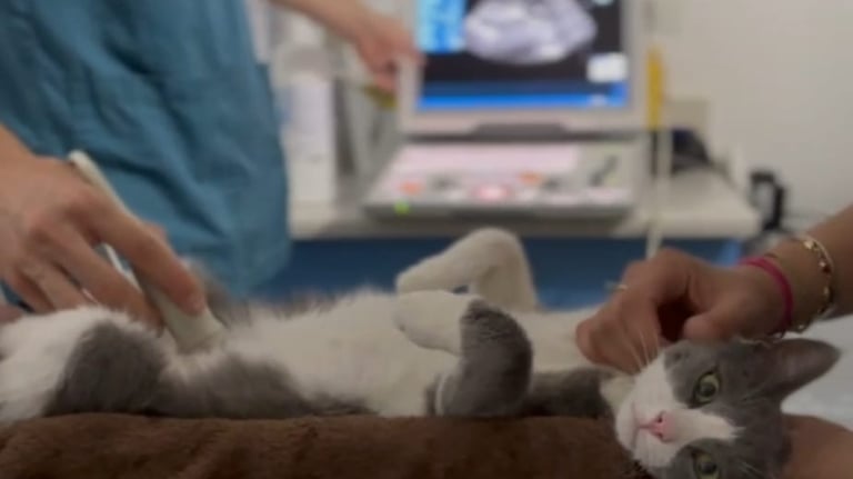 ultrasound cat