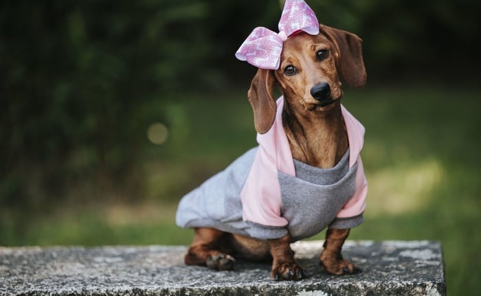 Un cachorro de perro salchicha café con una sudadera con capucha gris y rosa y un moño a juego 