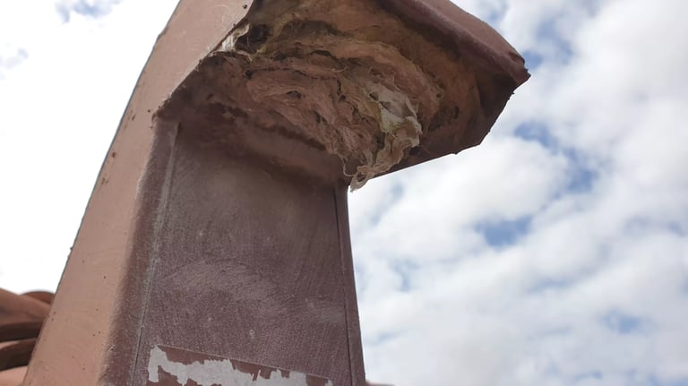 Dryer roof vent clogged with lint in Cape Coral