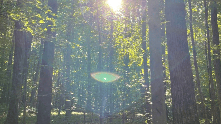 a person standing in a forest with a sun shining through the trees