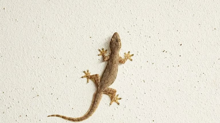 Lizard Pest Control Service