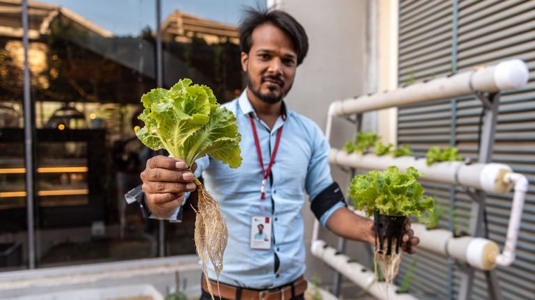 Lettuce in hydroponics
