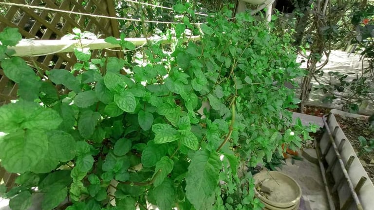 Fresh mint in hydroponics in karachi