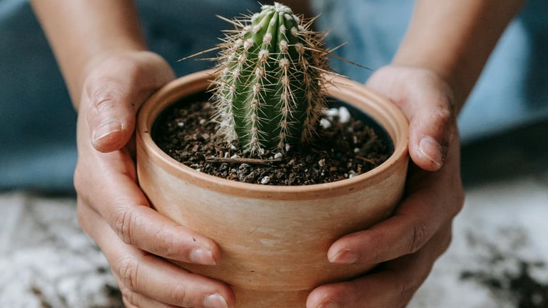 Cactus