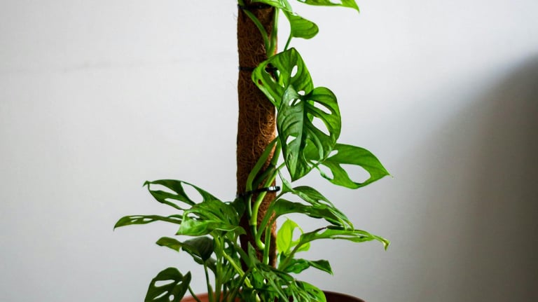 Monstera Adansonii on coco coir moss pole
