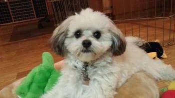 white maltipoo puppy with black eyes