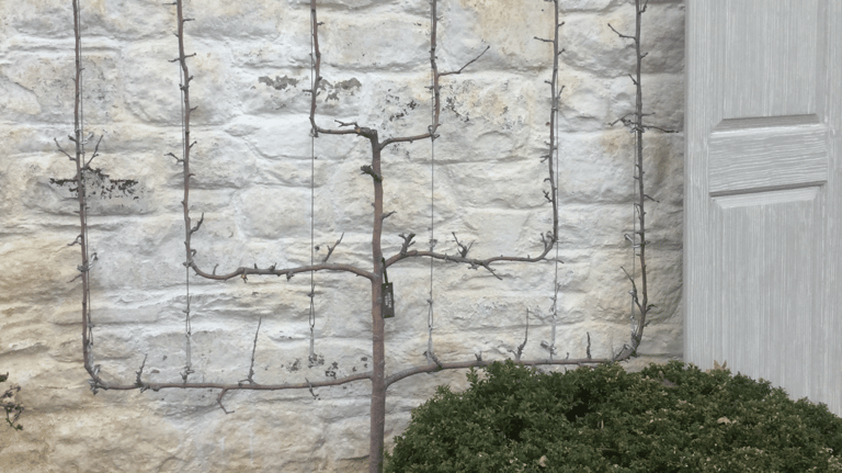 spaliered pear tree with carefully trained branches growing in a symmetrical pattern against a wall