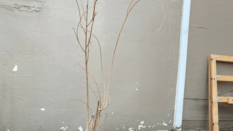 Woven willow hedge with interlaced branches 