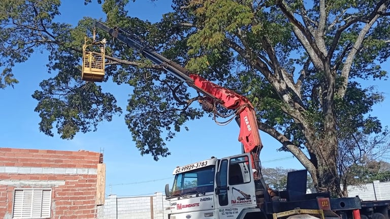 Serviço de Poda de Arvores em Goiânia