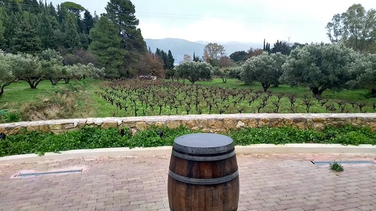 winery, wine taste Robola Kefalonia