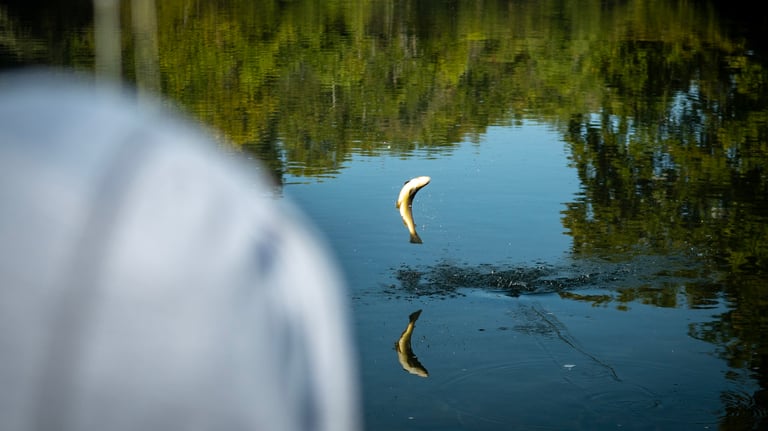 Brown trout jumping on the South Holston River