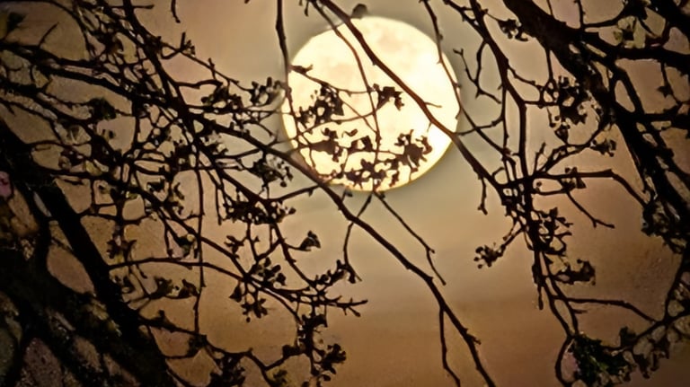 The moon through tree branches