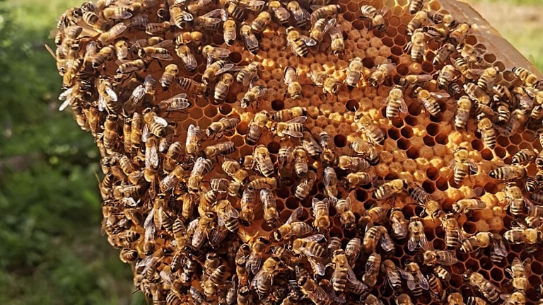 daug bičių ant korio