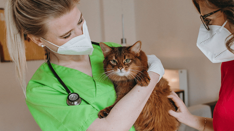 Felmo Tierarzt empfohlen von mein-katzensitter.de