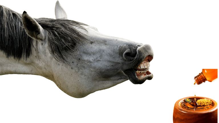 formation aromathérapie équine