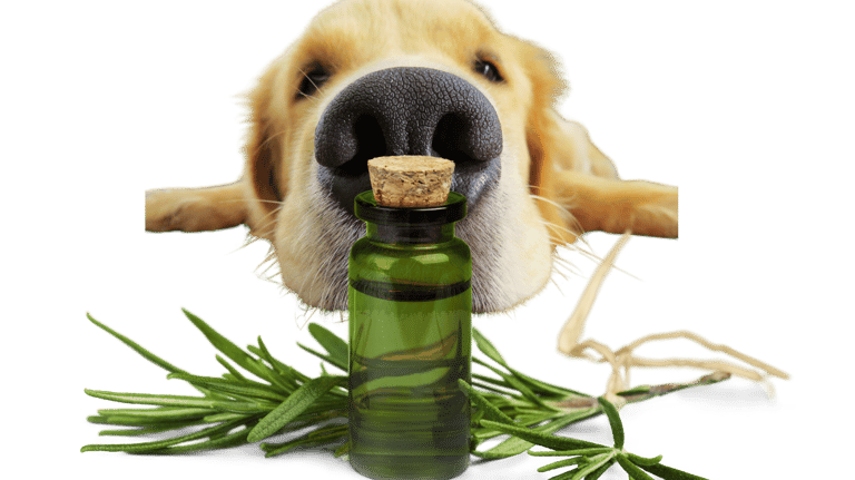 formation aromathérapie canine