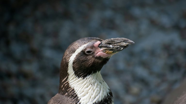 A Humboldt penguin with a white and black feathers on Ballestas Island