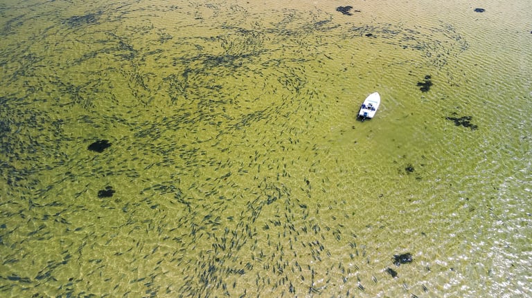 Bluefish flood the flats