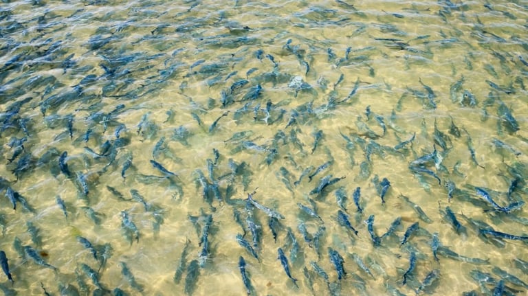 Thousands of bluefish