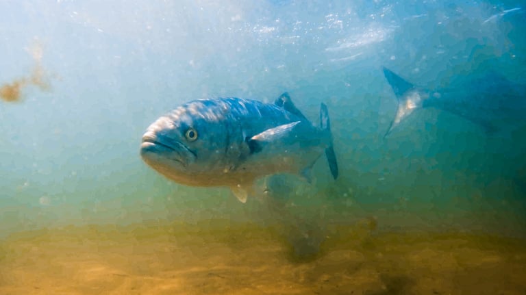 Bluefish on the flats, Long Island New York