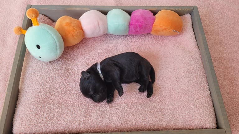 Femelle Schnauzers chiots