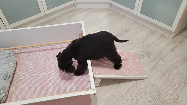 Maman Schnauzer nain découvre son nid