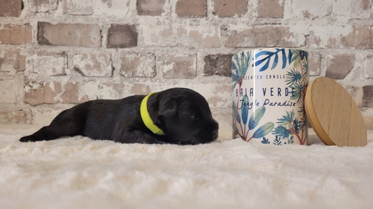 Chiot Schnauzer nain noir