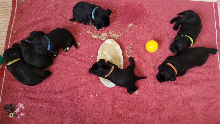 Chiots Schnauzer nain noir