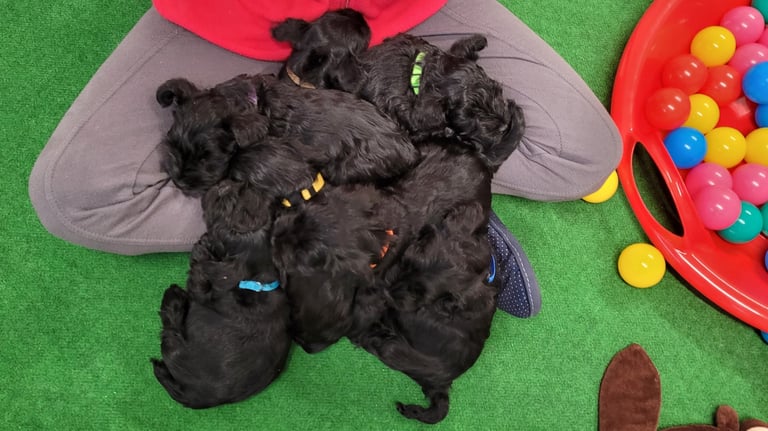 Eleveuse de Schnauzers nains et ses chiots