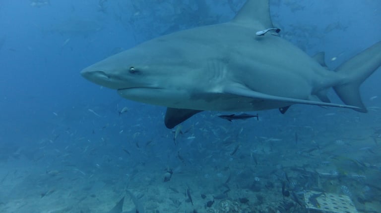 Beqa Shark dive, Beqa Lagoon, Pacific Harbour, Fiji