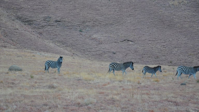 Vulture feeding project, Golden Gate Highlands National Park, South Africa