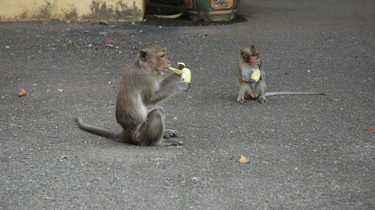 Monkeys at the Royal Palace of Cambodia, Phnom Penh, Cambodia