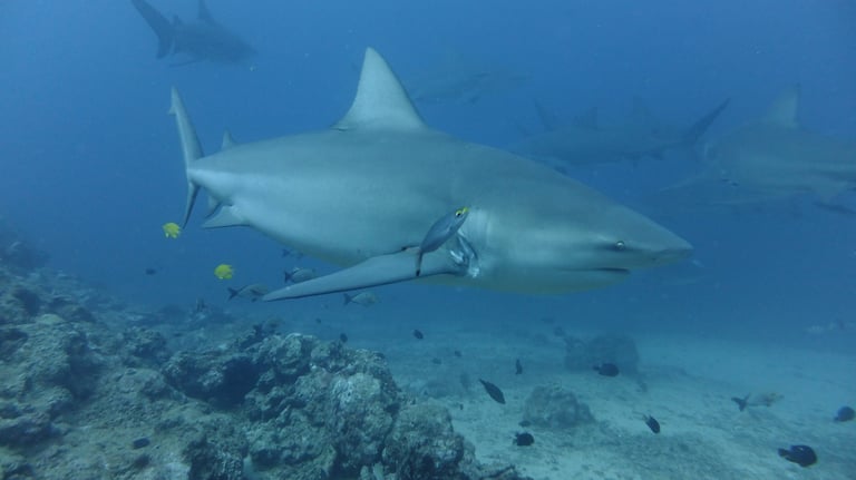 Beqa Shark dive, Beqa Lagoon, Pacific Harbour, Fiji