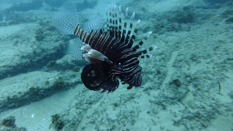 Tracey and Nick Billington diving at Tofo Beach, Praia Do Tofo, Mozambique