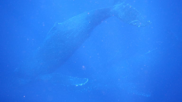 humpback whales in Vava'u, The Kingdom of Tonga
