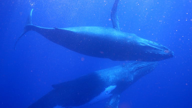 snorkelling with humpback whales in Vava'u, The Kingdom of Tonga