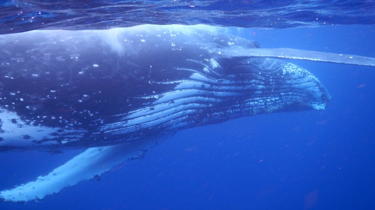 snorkelling with humpback whales in Vava'u, The Kingdom of Tonga