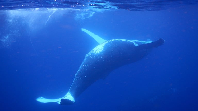 snorkelling with humpback whales in Vava'u, The Kingdom of Tonga