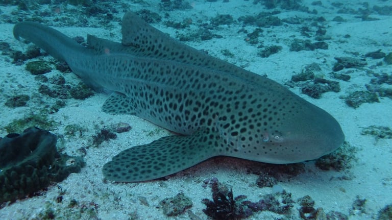 Tracey and Nick Billington diving at Tofo Beach, Praia Do Tofo, Mozambique