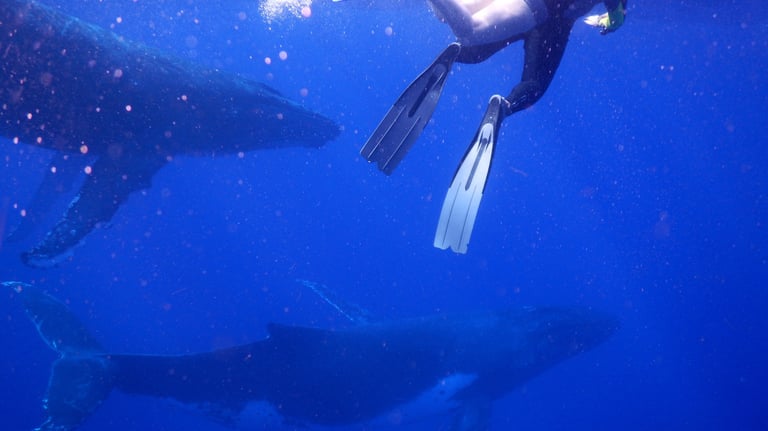 snorkelling with humpback whales in Vava'u, The Kingdom of Tonga