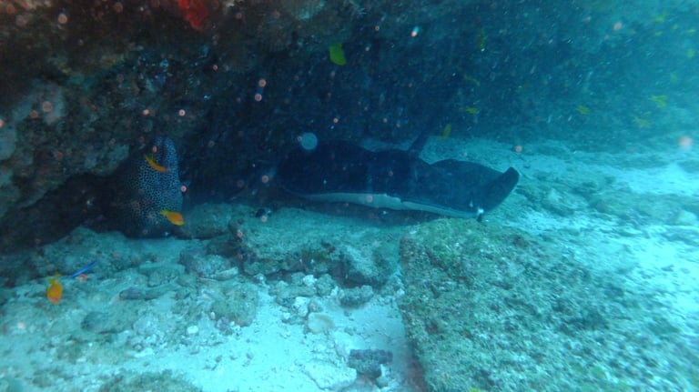 Tracey and Nick Billington diving at Tofo Beach, Praia Do Tofo, Mozambique