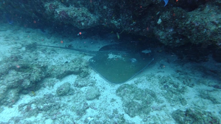 Tracey and Nick Billington diving at Tofo Beach, Praia Do Tofo, Mozambique